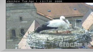 Stork nest webcam