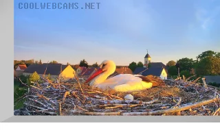 Webcam in the nest of storks, Havelsee, Germany