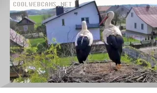 Webcam in the nest of storks in Novy Kamen