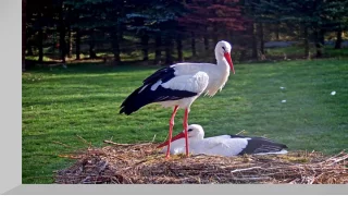 Webcam in the stork nest