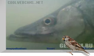 Underwater Fish Webcam