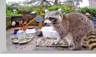Webcam at the feeder for wild animals and birds, Vernon Township
