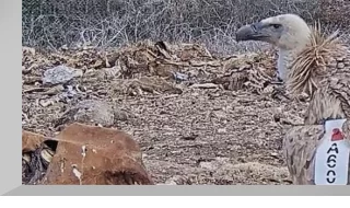 Webcam at the vulture feeding station, Israel