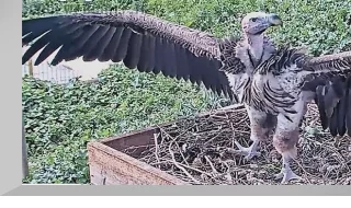 Webcam at the vulture nest, Israel