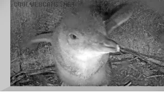 Wellington Blue Penguin Nest Webcam