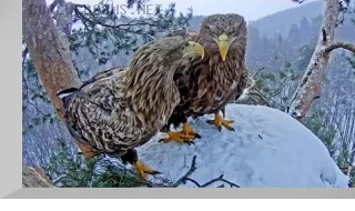 Webcam at the nest of white-tailed eagles, Nizhnyaya Kama park, Tatarstan, Russia