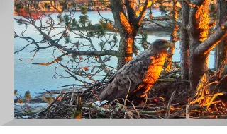 Webcam at the nest of white-tailed eagles on Smola island
