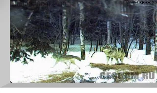 Wolf Den Webcam