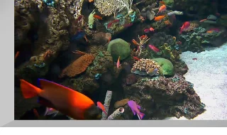 Wrasse and Anthias Cam