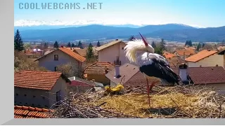 Webcam in the nest of storks in Dragushinovo village, Bulgaria