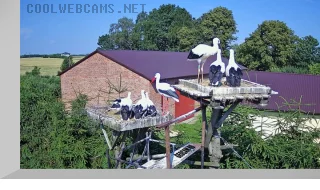 Webcam at the nests of abandoned storks, Kozubszczyzna, Poland